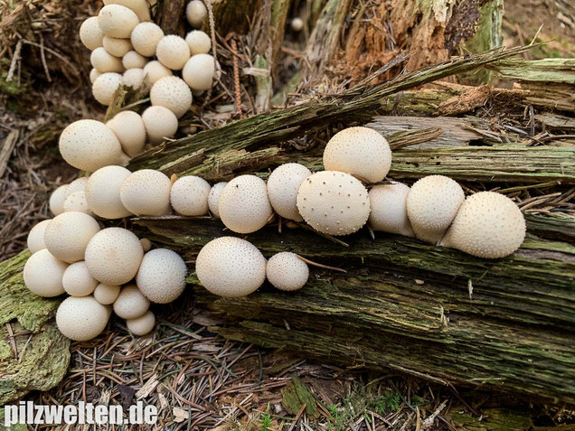 Birnenstäubling, Apioperdon pyriforme