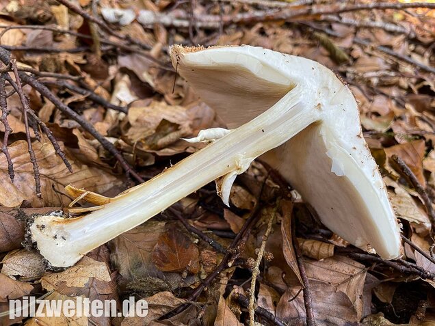 Spitzschuppiger Stachelschirmling, Echinoderma aspera