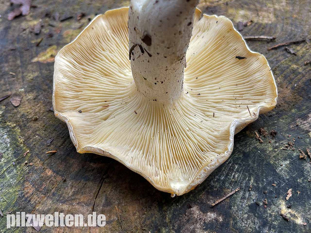 Weißer Büschelrasling, Leucocybe connata