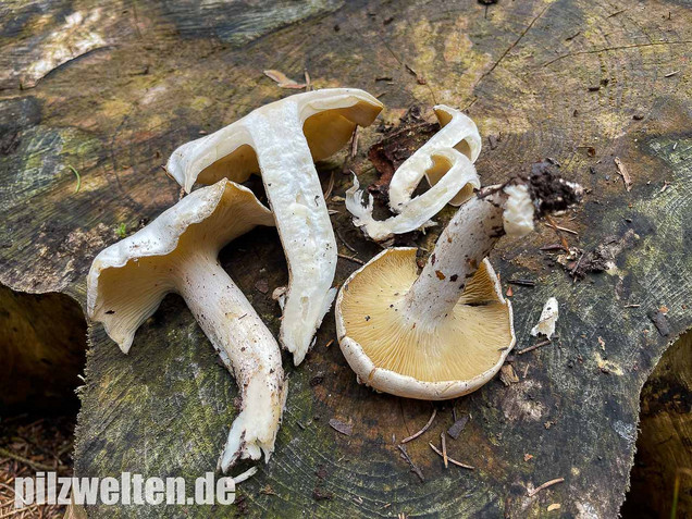 Weißer Büschelrasling, Leucocybe connata