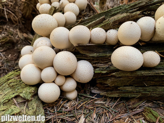 Birnenstäubling, Apioperdon pyriforme