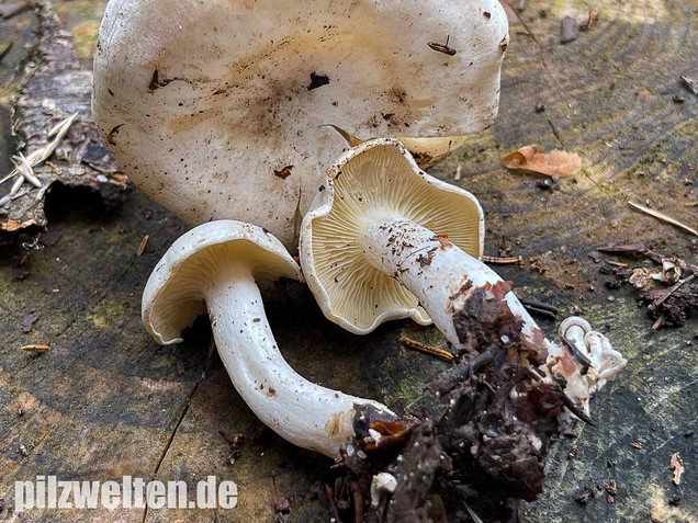 Weißer Büschelrasling, Leucocybe connata