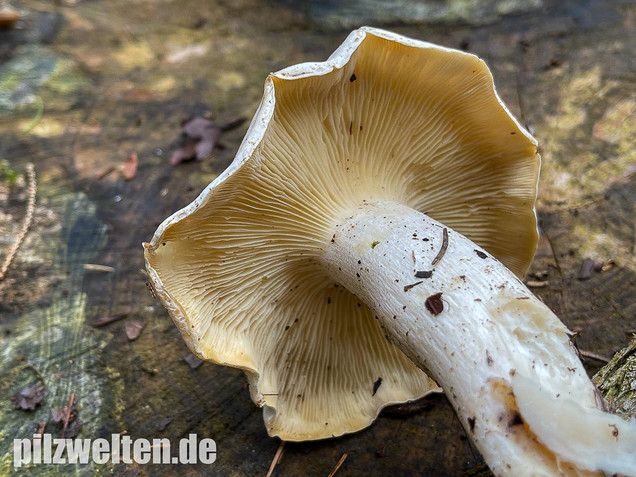 Weißer Büschelrasling, Leucocybe connata