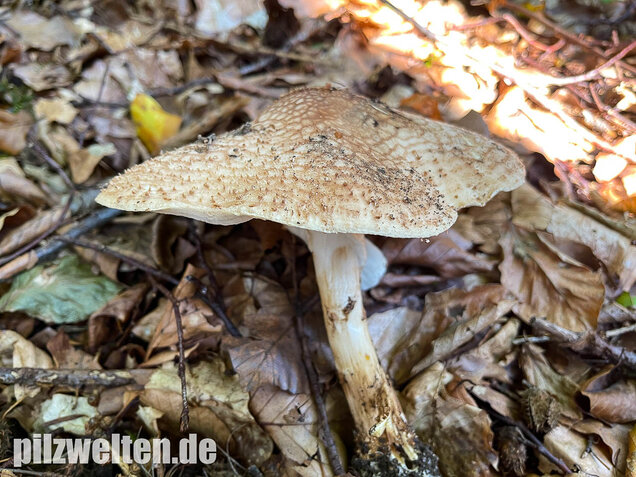 Spitzschuppiger Stachelschirmling, Echinoderma aspera