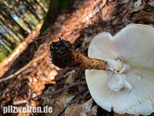 Spitzschuppiger Stachelschirmling, Echinoderma aspera