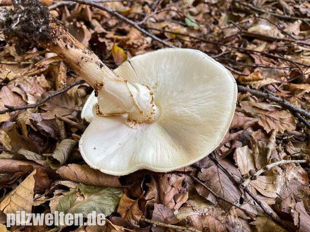 Spitzschuppiger Stachelschirmling, Echinoderma aspera