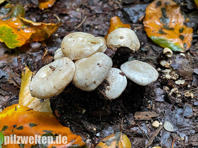 Weißer Büschelrasling, Leucocybe connata