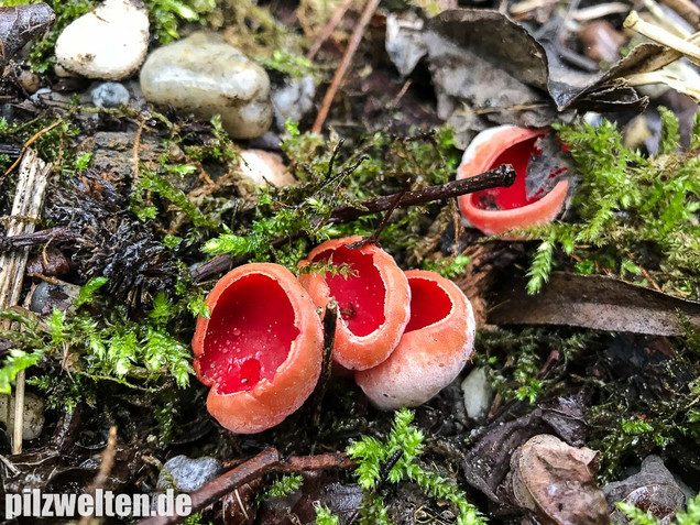 Zinnoberroter Prachtbecherling, Sarcoscypha austriaca