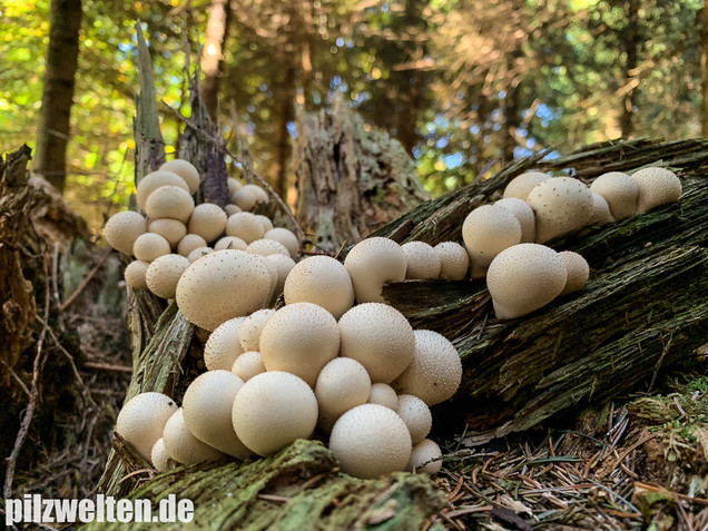 Birnenstäubling, Apioperdon pyriforme