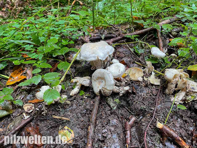 Weißer Büschelrasling, Leucocybe connata