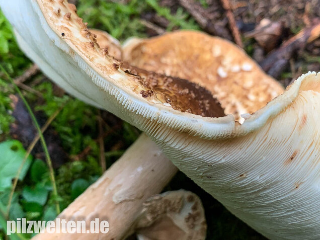 Spitzschuppiger Stachelschirmling, Echinoderma aspera