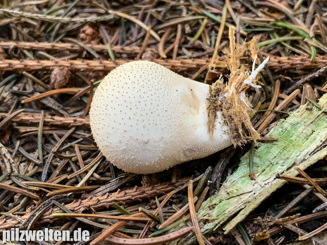 Birnenstäubling, Apioperdon pyriforme