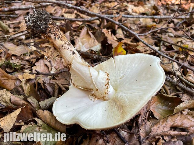 Spitzschuppiger Stachelschirmling, Echinoderma aspera