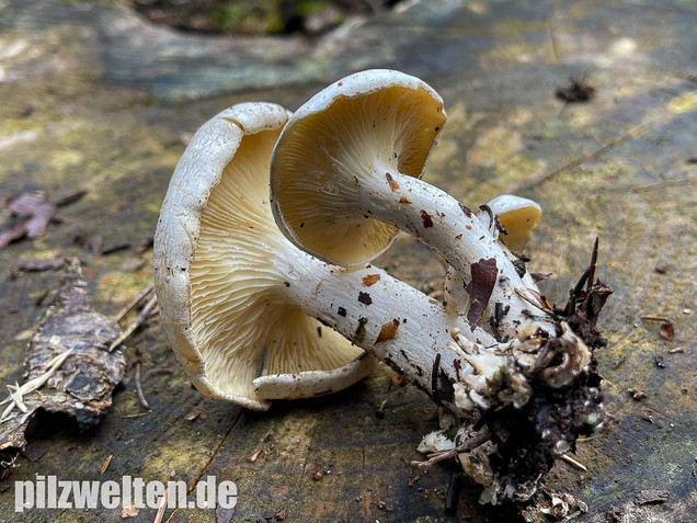 Weißer Büschelrasling, Leucocybe connata