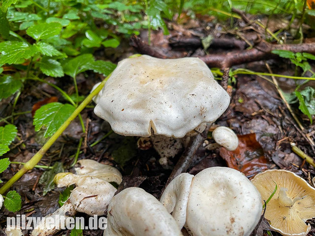 Weißer Büschelrasling, Leucocybe connata