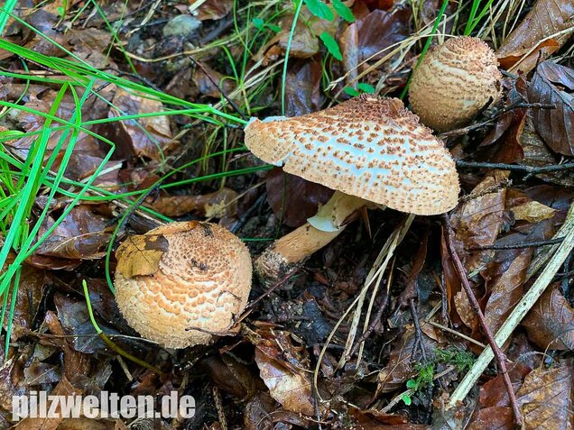 Spitzschuppiger Stachelschirmling, Echinoderma aspera