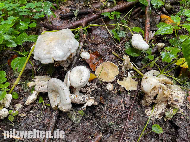 Weißer Büschelrasling, Leucocybe connata