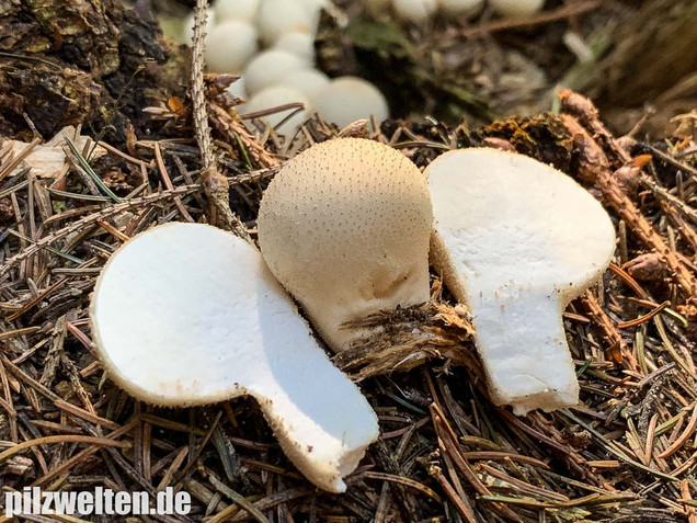 Birnenstäubling, Apioperdon pyriforme