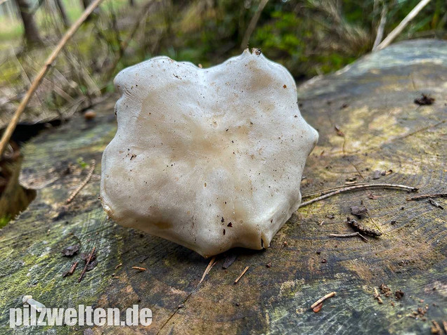 Weißer Büschelrasling, Leucocybe connata