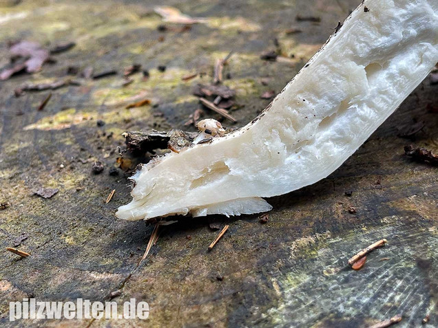 Weißer Büschelrasling, Leucocybe connata