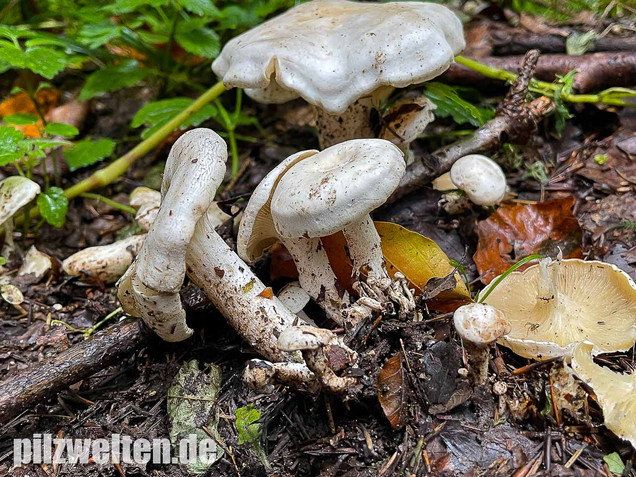 Weißer Büschelrasling, Leucocybe connata