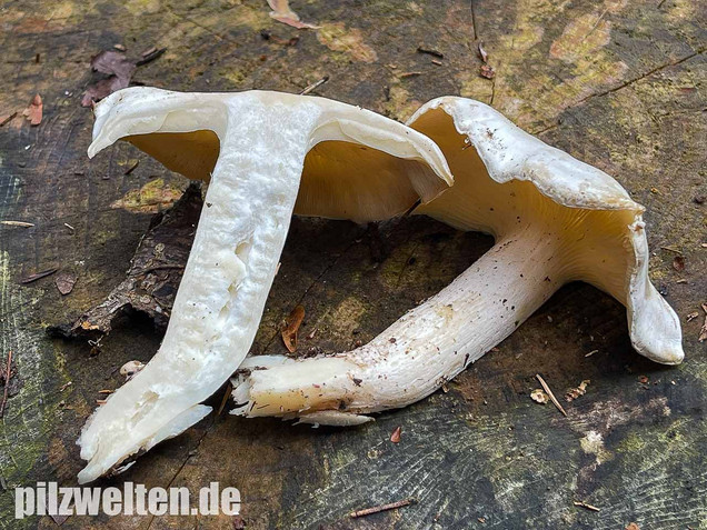 Weißer Büschelrasling, Leucocybe connata