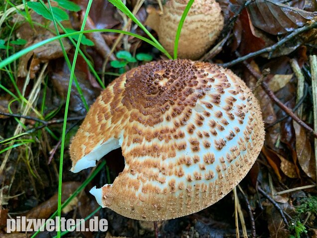 Spitzschuppiger Stachelschirmling, Echinoderma aspera